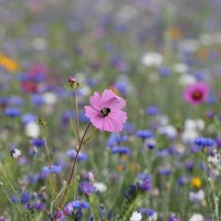 /album/macro/frida-dumont-img-0728-jpg/